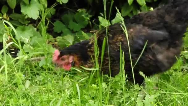 Gallina nera — Video Stock