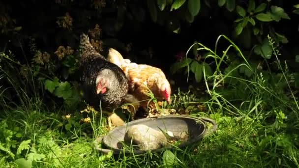 Agua potable de pollo — Vídeos de Stock