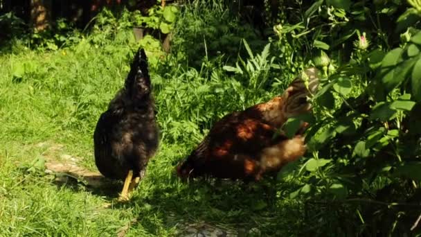 Frango em um prado de alcance livre — Vídeo de Stock