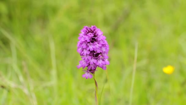 orchidée