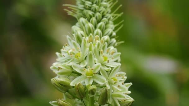 Squill, medicine plant blooming — стоковое видео