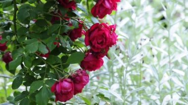 Rose ve adaçayı