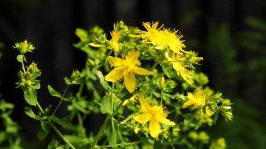 St.Johns Wort