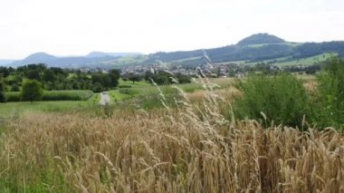 buğday fiel panoramik manzaralı