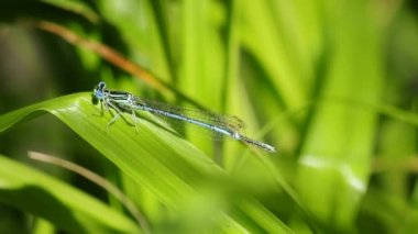 Mavi kuyruklu kızböcekleri