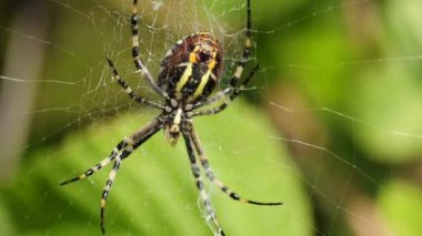 Eşek arısı, Argiope bruennichi