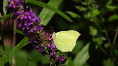 Brimstone kelebek, gonepteryx rhamni