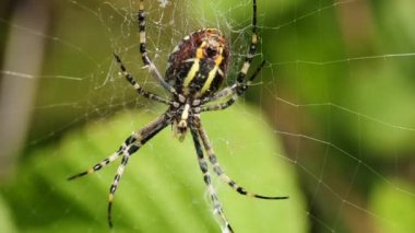Eşek arısı, Argiope bruennichi