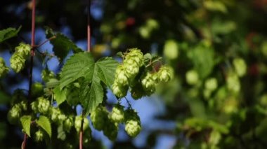 Bloom hop
