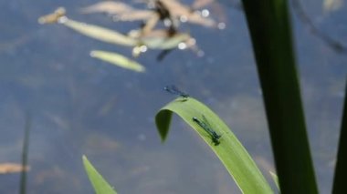Azure kızböcekleri