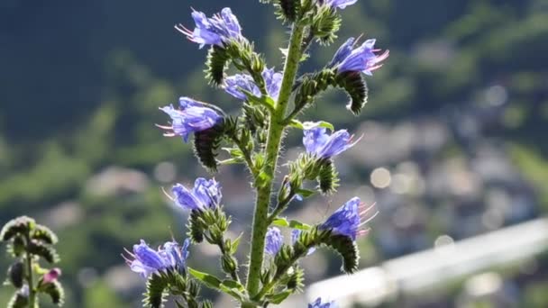 Viper's bugloss — Stockvideo