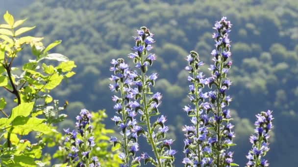 Bugloss de víbora — Vídeo de Stock