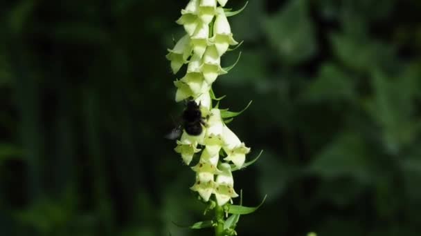 Yellow foxglove with bumble bee — Stock Video