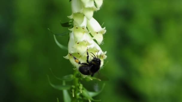 Yellow foxglove with bumble bee — Stock Video