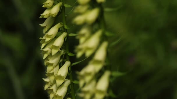 Yellow foxglove — Stock Video