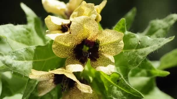 Lulek czarny, średniowieczna medycyna roślina — Wideo stockowe
