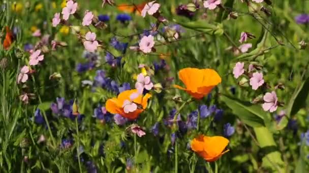 Kalifornischer Mohn — Stockvideo