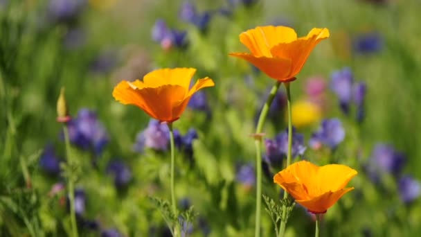 Californian poppy — Stock Video