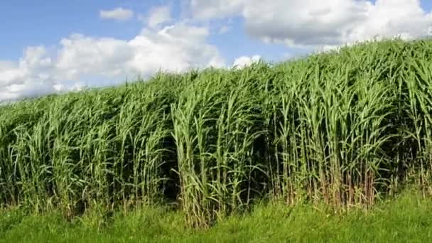commutateur herbe 