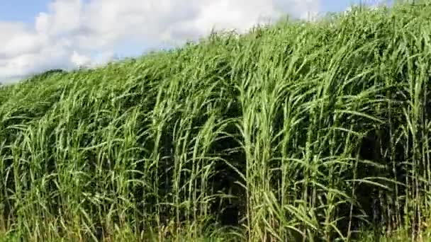 commutateur herbe 