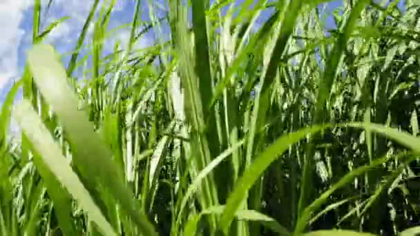 commutateur herbe 