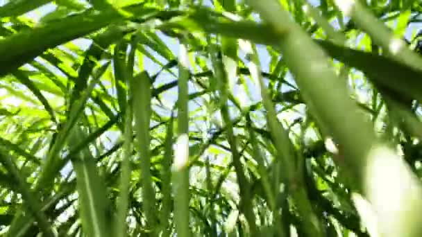 Switch Grass — Stock Video