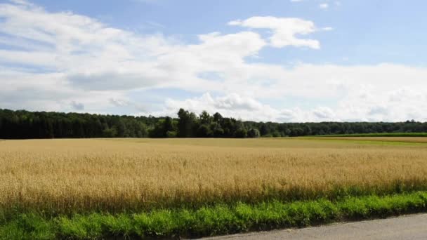 Campo de la avena — Vídeos de Stock