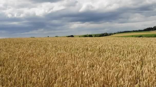 Campo di grano — Video Stock