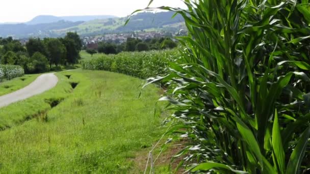 Кукурузное поле с панорамным видом — стоковое видео