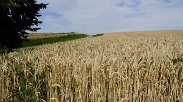 Campo di grano — Video Stock