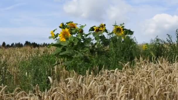 Zonnebloemen — Stockvideo