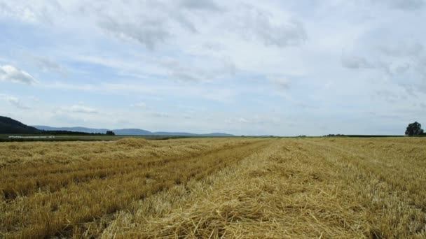 Acre cu câmp Stubble — Videoclip de stoc