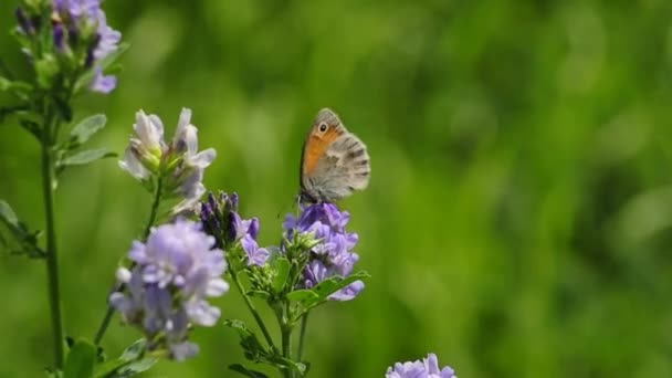 Small heath butterfly — Stock Video