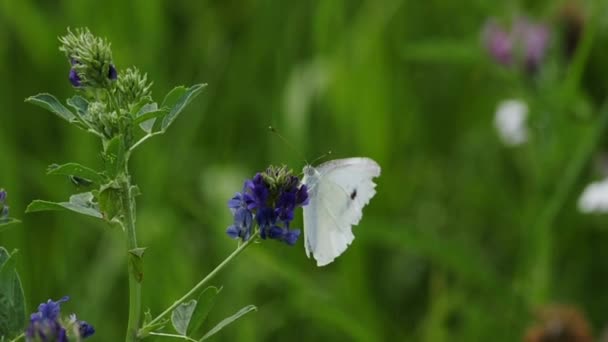 Cabbage butterfly — Stock Video