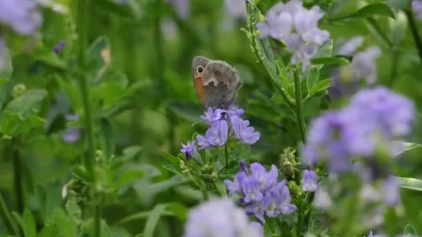Motýl malý heath — Stock video