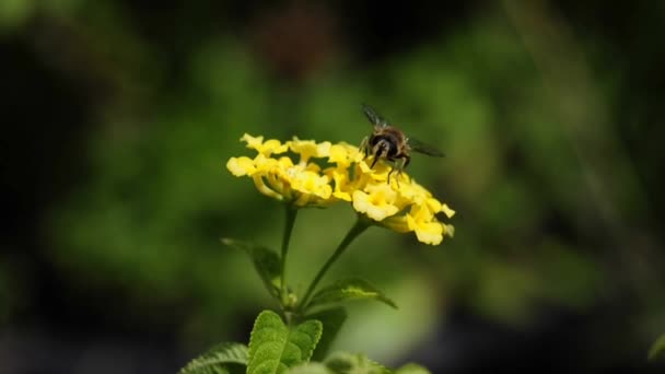 Hover- fly on lantana — Stock Video