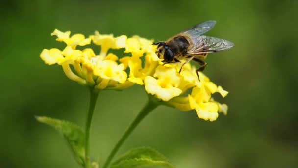 Hover- fly on lantana — Stock Video