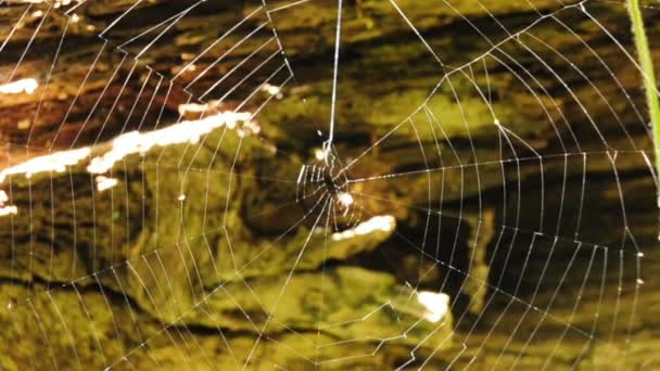 Spider web — Stock Video