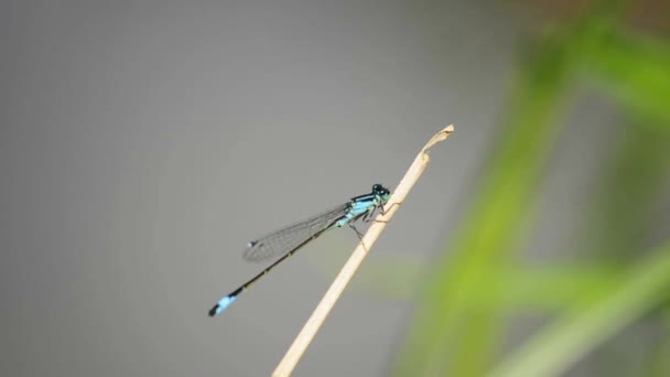 Mouche à queue bleue 