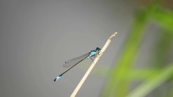 Damselfly de cola azul — Vídeo de stock