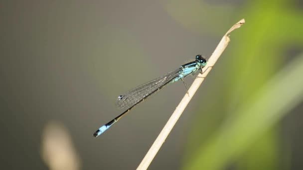 Damselfly de cauda azul — Vídeo de Stock