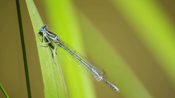 Damselfly de cauda azul — Vídeo de Stock