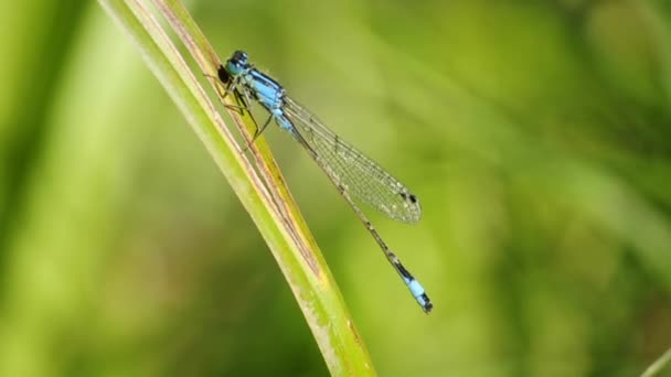 coléoptère nécrophore