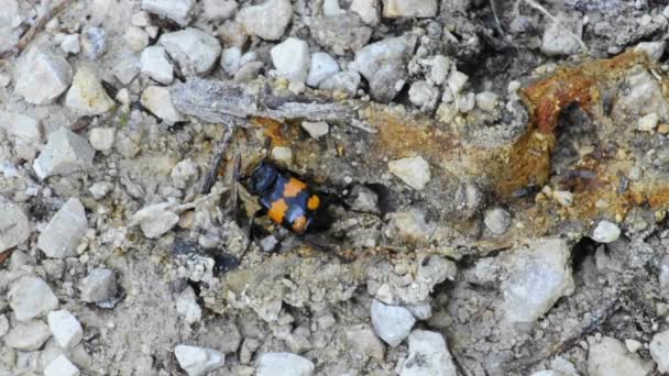 Sépulture du coléoptère — Video