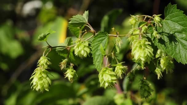 Bloom af hop – Stock-video