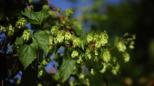 Floraison de houblon 