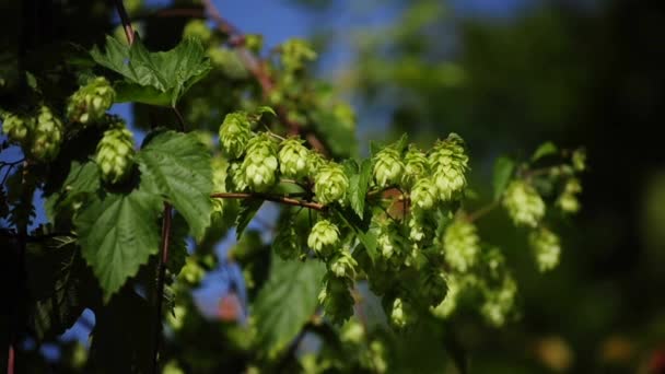 Bloom hop — Stock video