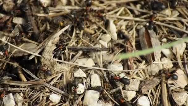 Ameisen laufen — Stockvideo