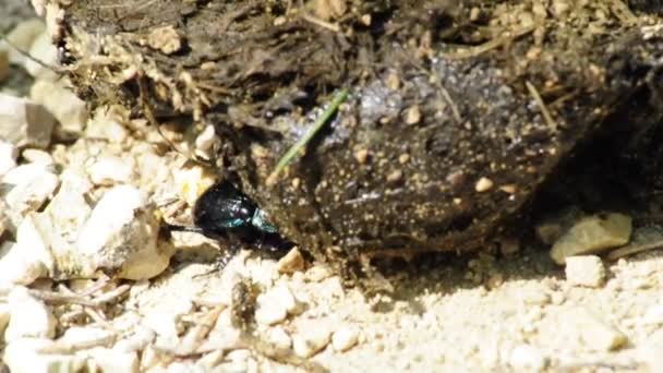 Dung beetle — Stock Video