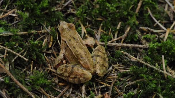 Grenouille agile 